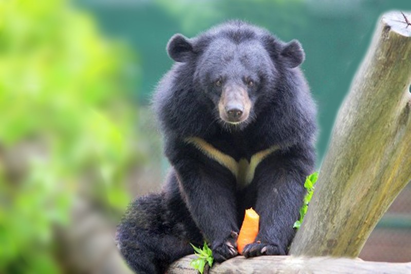 Điều ước của Raspberry. Truyện ngắn của Trần Minh Khuê