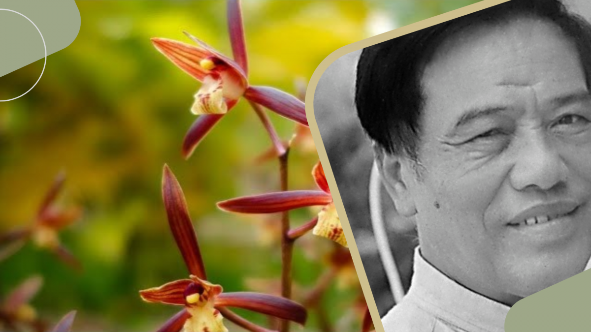 mac lan duong duy ngu