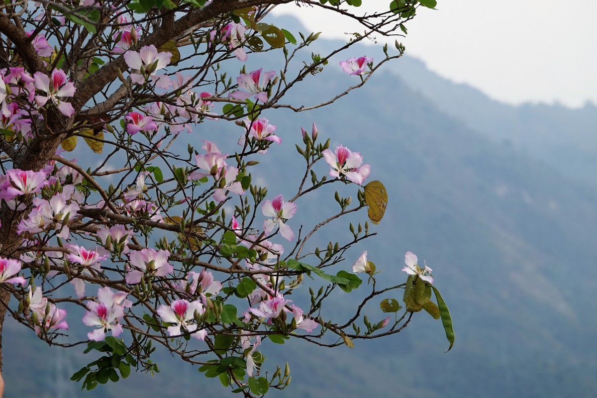 Hoa thác dọc sông Đà