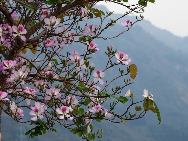 Hoa thác dọc sông Đà