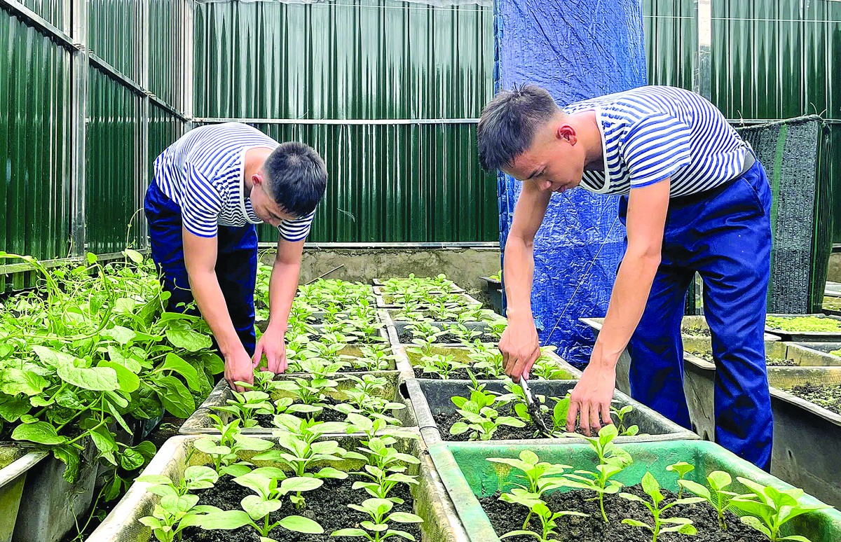 Màu xanh ở Trường Sa. Bút ký của Nông Quang Khiêm