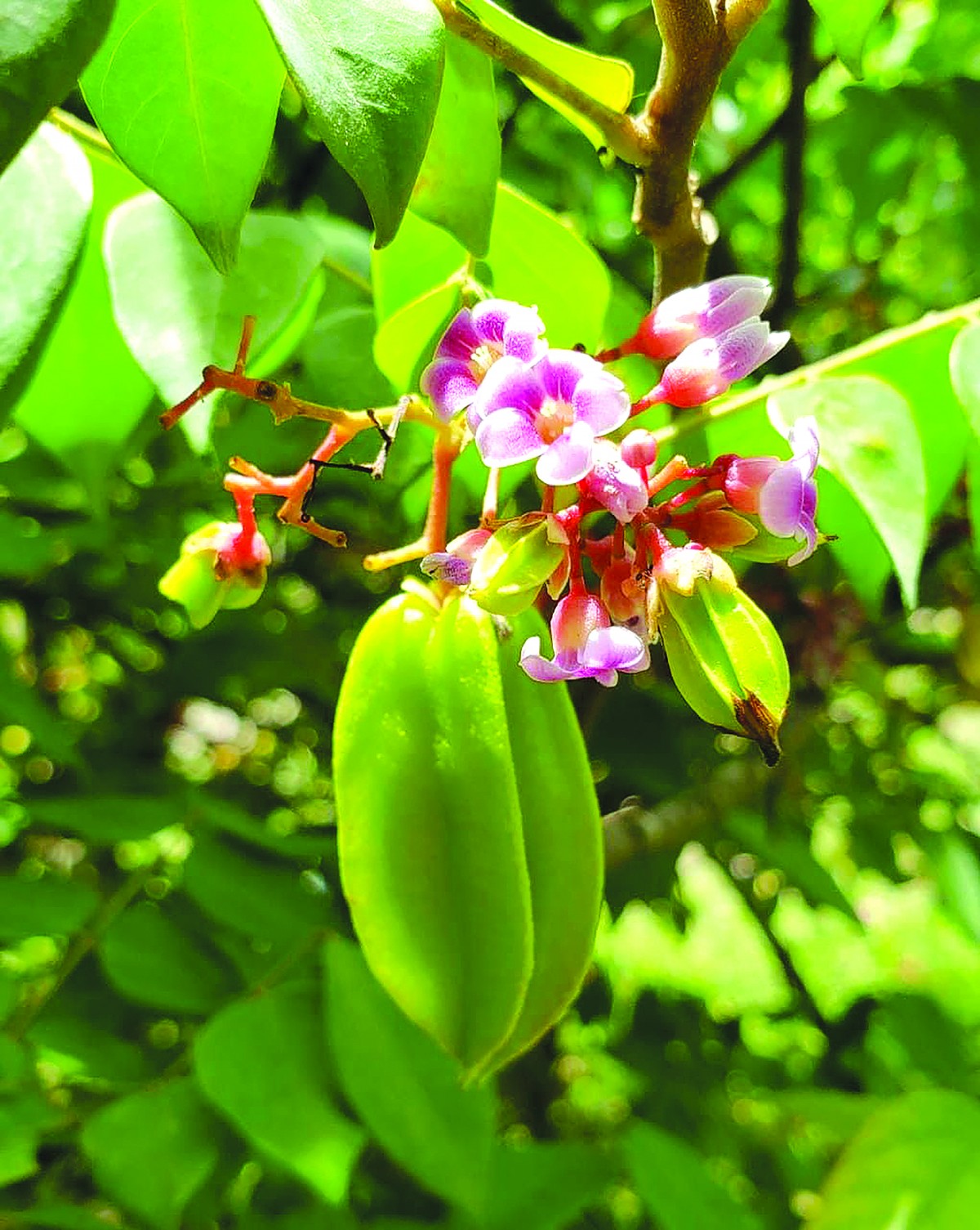 Mùa hoa khế rụng. Tản văn của Đào Văn Đạt