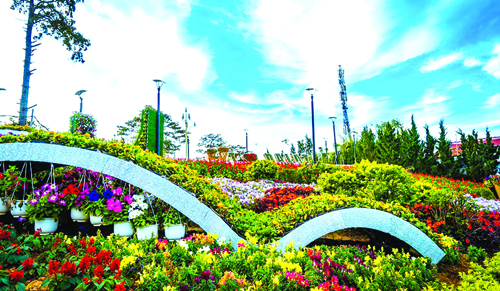 Chuyện hoa Đà Lạt