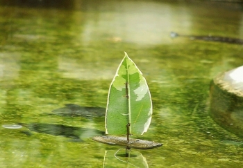 noi co don trong tho nguyen ngoc hanh